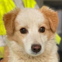 Frederic, geb. 08/2025, 79576 Weil a. R., Hund zur Adoption