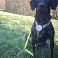 💙Cormac💙 such sein Zuhause, Hund zur Adoption