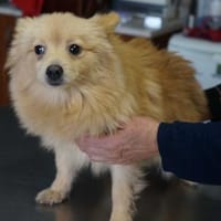 Iggy° in 65195 Wiesbaden, Hund zur Adoption