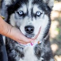 Maya, fröhliche Husky-Hündin, ca. 8 Jahr, Hündin zur Adoption