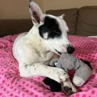 Sparow agiler verspielter Junghund, Hund zur Adoption