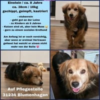 Einsteinsucht seine Menschen🐾💙🐾, Hund zur Adoption
