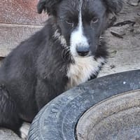 Kleine,liebe Rosalie braucht ihr zu Haus, Hündin zur Adoption