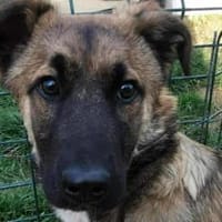 Scheues Hundekind Lucy sucht Heimat, Hündin zur Adoption