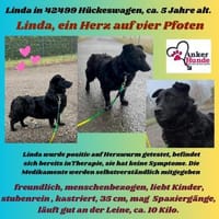 💕Linda💕 sucht ihre Familie💕🐾, Hündin zur Adoption