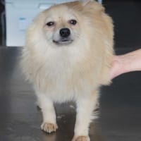 Indigo°  61194 Niddatal, Hund zur Adoption