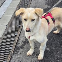 Kleiner Maxi sucht sein großes Glück, Hund zur Adoption