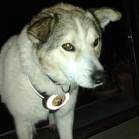 Einsame Cora sucht Familienanschluss, Hündin zur Adoption