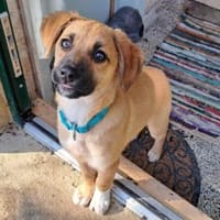 Ondra sucht ihr Körbchen, Hündin zur Adoption