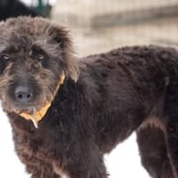 Clio möchte Vertrauen fassen, Hündin zur Adoption