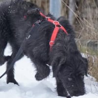 Laura wünscht sich Zuwendung, Hündin zur Adoption