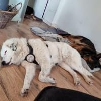 Christine-sanfte Seele m Sommersprossen, Hündin zur Adoption