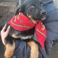 Zuckersüße Polly wartet auf ihre Familie, Hündin zur Adoption