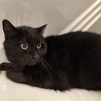 LULU, chat à adopter