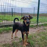 mirou, chienne à adopter