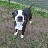 naya, chienne à adopter