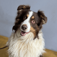 R'ENZO, chien à adopter