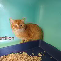 TORTILLON, chat à adopter