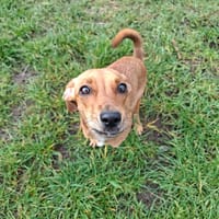 sako, chienne à adopter