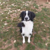 BRENNOS, chien à adopter