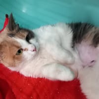Venus, chatte à adopter