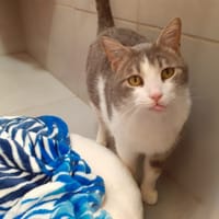 CALIN, chat à adopter