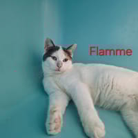 FLAMME, chatte à adopter