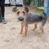 Snickers, chien à adopter