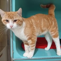 Willy, chat à adopter