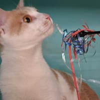 Zazou, chat à adopter