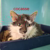 COCASSE, chatte à adopter