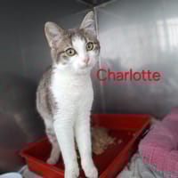 Charlotte, chatte à adopter