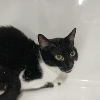 NAYA, chatte à adopter
