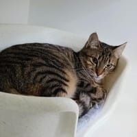 Elle, chatte à adopter