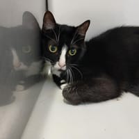 BELLA, chatte à adopter