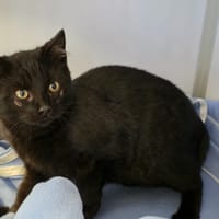 SPEEDY, chatte à adopter