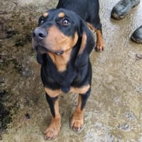 BUGGY, chien à adopter