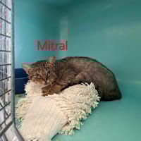 MISTRAL, chatte à adopter