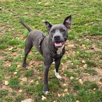 mia, chienne à adopter