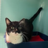 VENISE, chatte à adopter