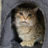 Kiwi, chat à adopter