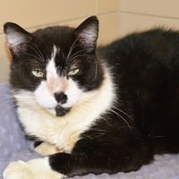 NAVY, chat à adopter