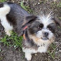 HIPPY, chien à adopter