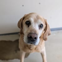 largo, chien à adopter