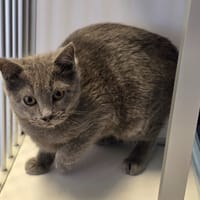 GONZALES, chatte à adopter