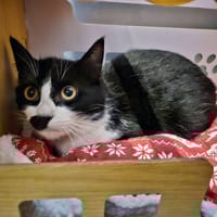 OPALE, chat à adopter