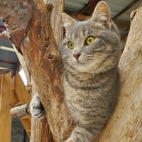 Salto, chat à adopter