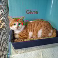 GIVRE, chat à adopter