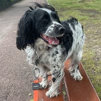 ROXY, chien à adopter