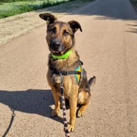 LOKI, chien à adopter